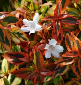 Abelia grandiflora Kaleidoscope - Tarka tárnicslonc