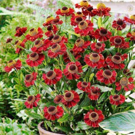 Helenium autumnale Ruby Tuesday - Napfényvirág