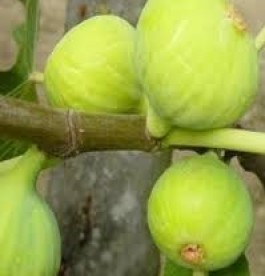 Ficus carica Dottato - Sárga termésű füge