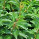 Prunus lusitanica Angustifolia - Portugál babérmeggy