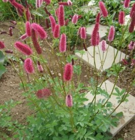 Sanguisorba tenuifolia Rubra - Vérfű