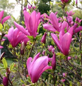 Magnolia Susan - Liliomfa