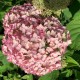 Hydrangea arborescens Candybelle Bubblegum - Cserjés hortenzia
