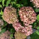 Hydrangea arborescens Candybelle Bubblegum - Cserjés hortenzia