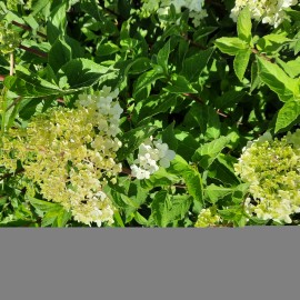 Hydrangea paniculata Fraise Melba- bugás hortenzia