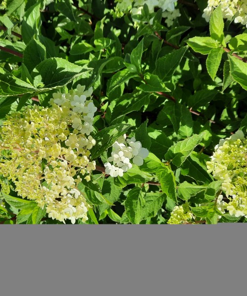 Hydrangea paniculata Fraise Melba- bugás hortenzia