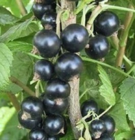 Ribes nigrum Titania - Fekete ribizli