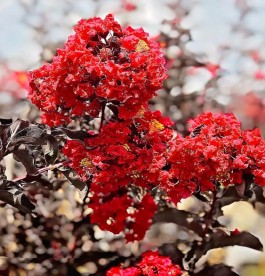 Lagerstroemia Crimson Red -  Bordó levelű selyemmirtusz 