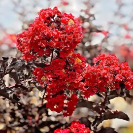 Lagerstroemia Crimson Red -  Bordó levelű selyemmirtusz 