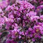 Lagerstroemia Purely Purple -  Bordó levelű selyemmirtusz 
