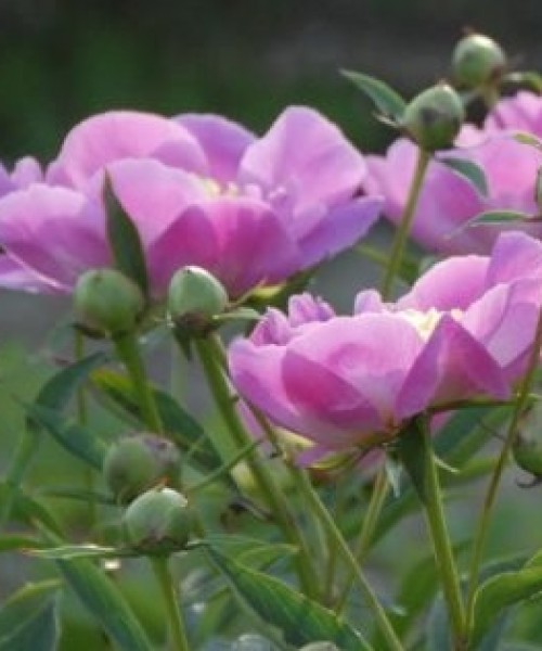 Paeonia lactiflora Bowl of Love - Lágyszárú bazsarózsa*T