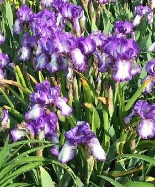 Iris Arctict Fancy - nőszirom 