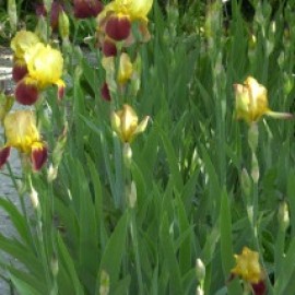Iris Caligula - nőszirom 