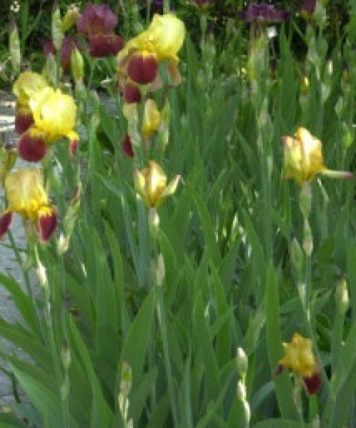 Iris Caligula - nőszirom 