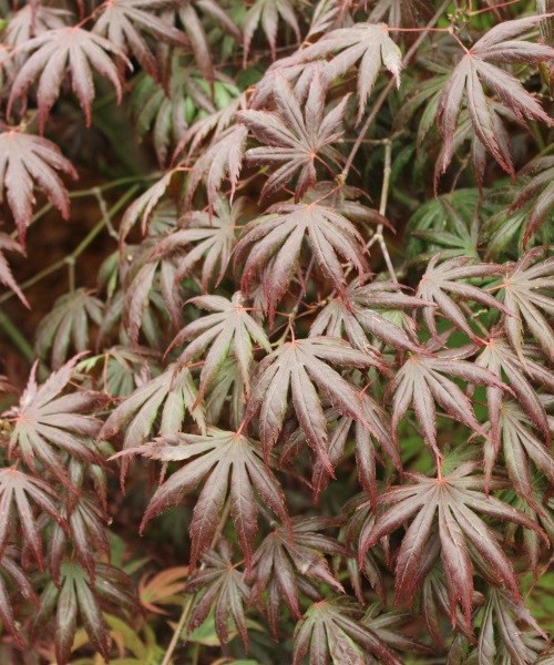 Acer palmatum Trompenburg - Japán juhar