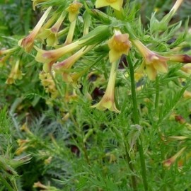 Polemonium pauciflorum  - Bókoló csatavirág 