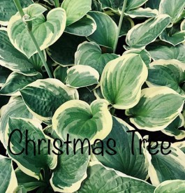 Hosta Christmas Tree - Árnyékliliom