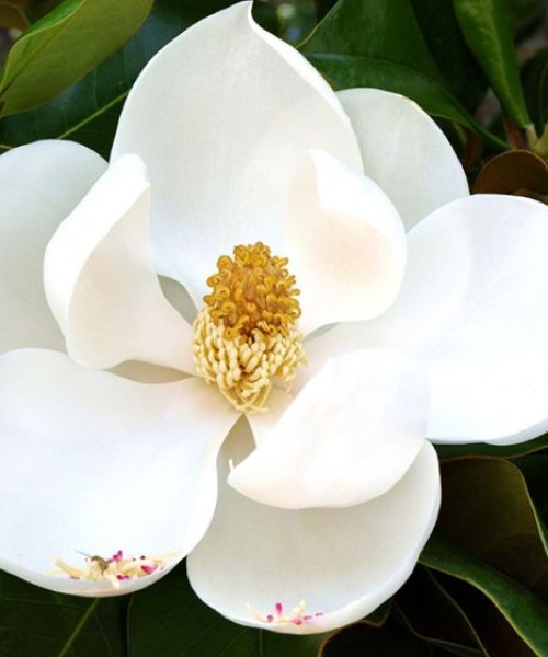 Magnolia grandiflora Gallisoniensis - Örökzöld liliomfa