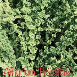 Athyrium filix-femina Frizelliae - Hölgypáfrány
