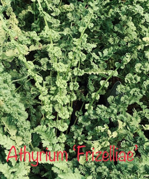 Athyrium filix-femina Frizelliae - Hölgypáfrány