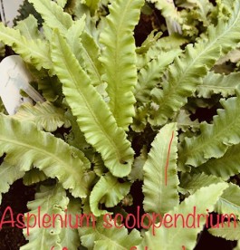 Asplenium scolopendrium Angustifolia - Éplevelű gímpáfrány