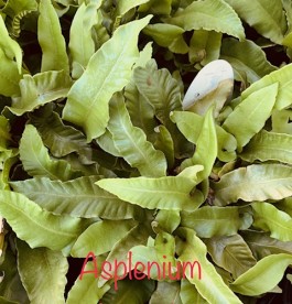 Asplenium scolopendrium - Gímpáfrány
