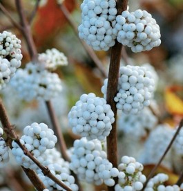 Callicarpa bodinieri Snowqueen - Fehér termésű lilabogyó