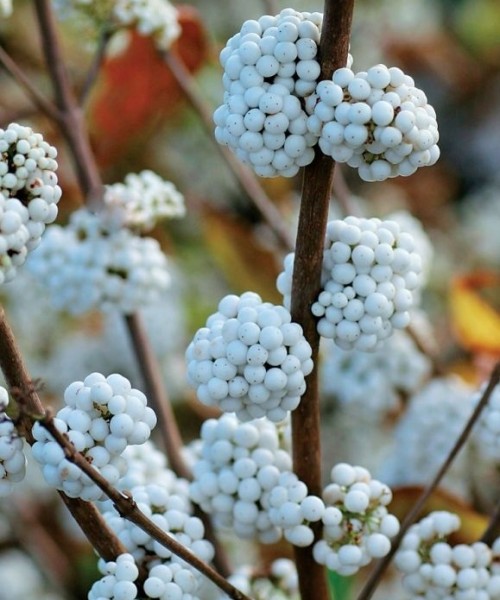Callicarpa bodinieri Snowqueen - Fehér termésű lilabogyó