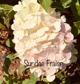 Hydrangea paniculata Sundae Fraise - bugás hortenzia