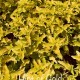 Caryopteris clandonensis ’Hint of Gold’ - Angol kékszakáll 