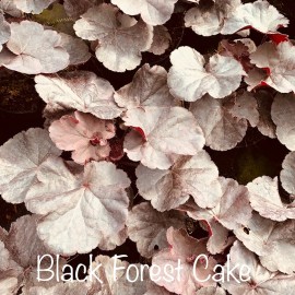 Heuchera Black Forest Cake - Tűzeső