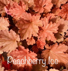 Heuchera Peachberry Ice- Tűzeső