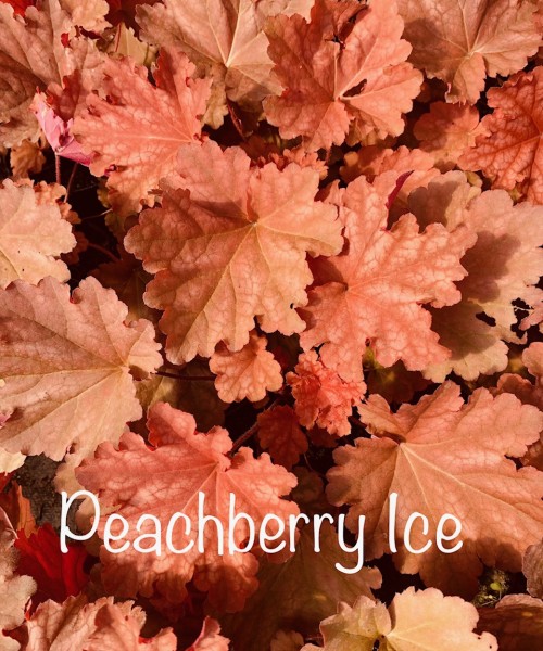 Heuchera Peachberry Ice- Tűzeső