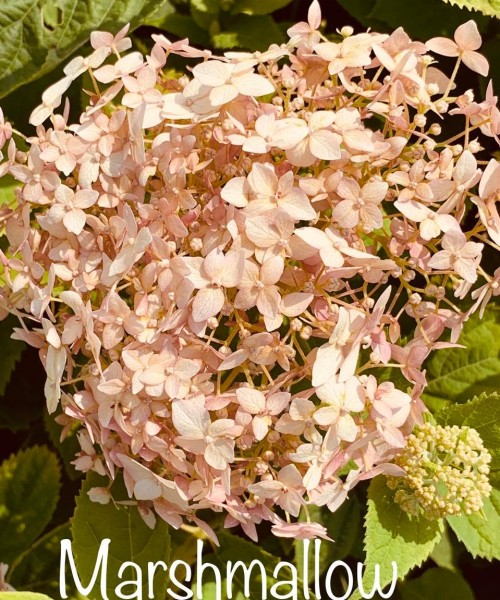 Hydrangea arborescens Candybelle Marshmallow  - Cserjés hortenzia