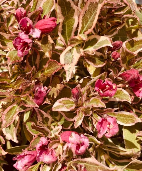 Weigela All Summer Monet - Tarka levelű törpe rózsalonc