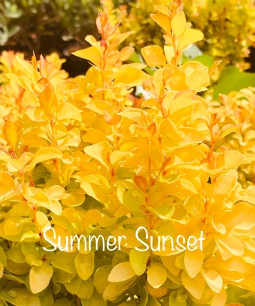 Berberis thunbergii Summer Sunset - Törpe borbolya