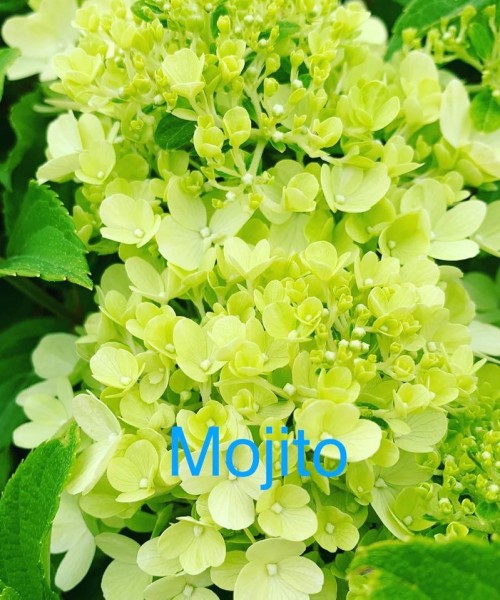 Hydrangea paniculata Mojito - bugás hortenzia