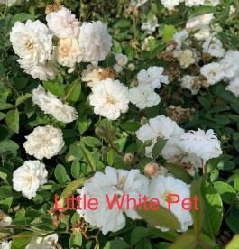 Rosa Little White Pet - Talajtakaró rózsa