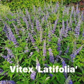 Vitex agnus-castus Latifolia - Barátcserje