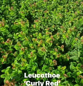 Leucothoe axillaris Curly Red - Fürtöshanga