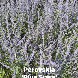 Perovskia atriplicifolia Blue Spire – Sudárzsálya