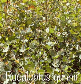 Eucalyptus gunnii - Havasi eukaliptusz
