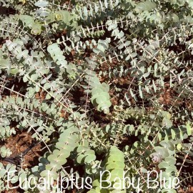 Eucalyptus pulverulenta ’Baby Blue’ - Kék lombú eukaliptusz