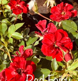 Rosa Red Fairy - Ágyásrózsa 
