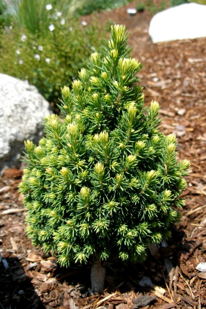 Picea glauca 'Pixie' - Törpefenyő 
